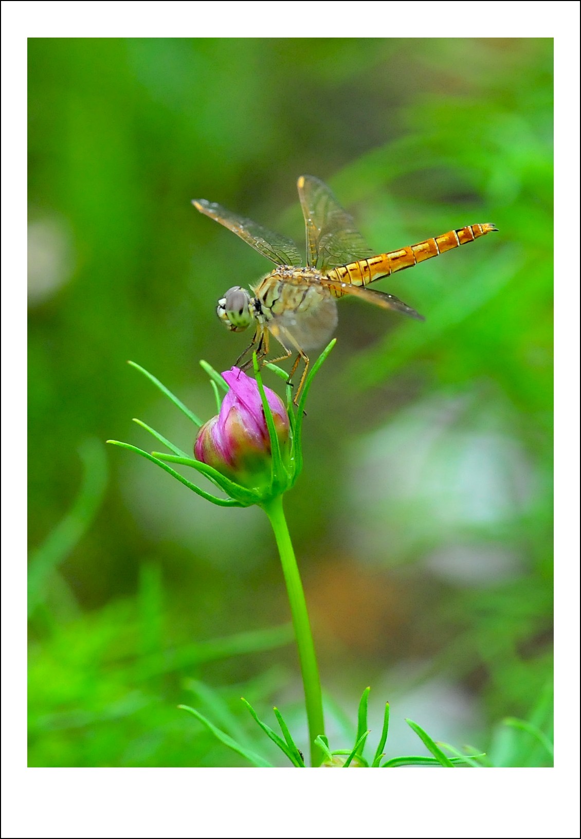 DSC_6605_conew1.jpg