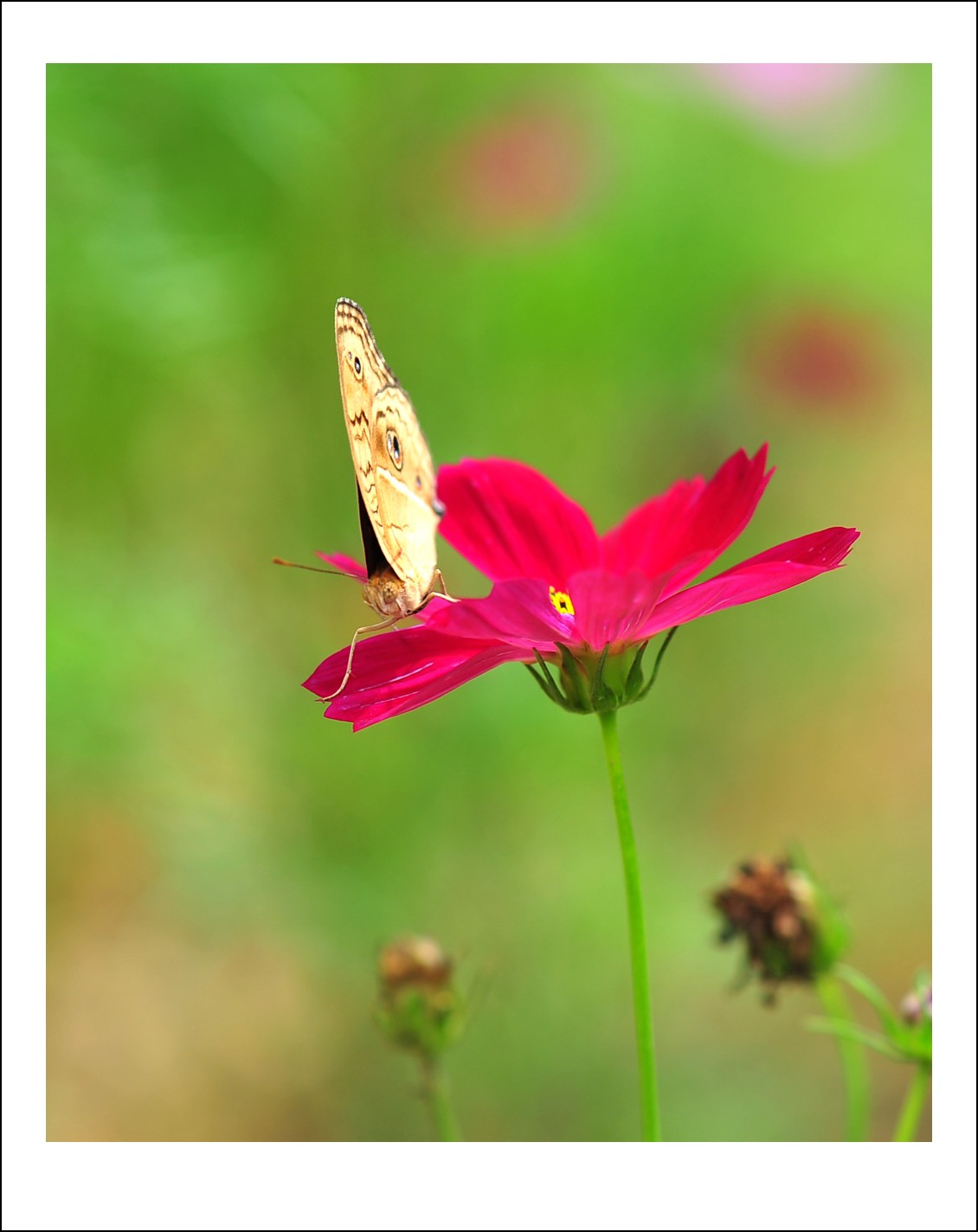 DSC_6410_conew1.jpg