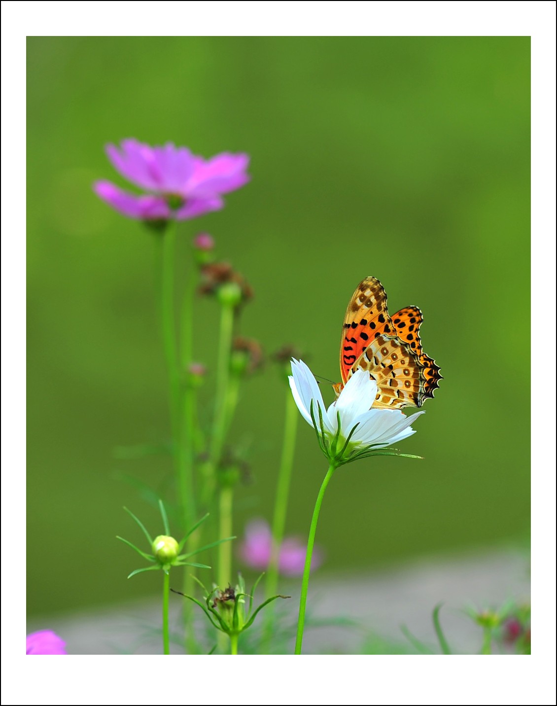 DSC_5779_conew1.jpg