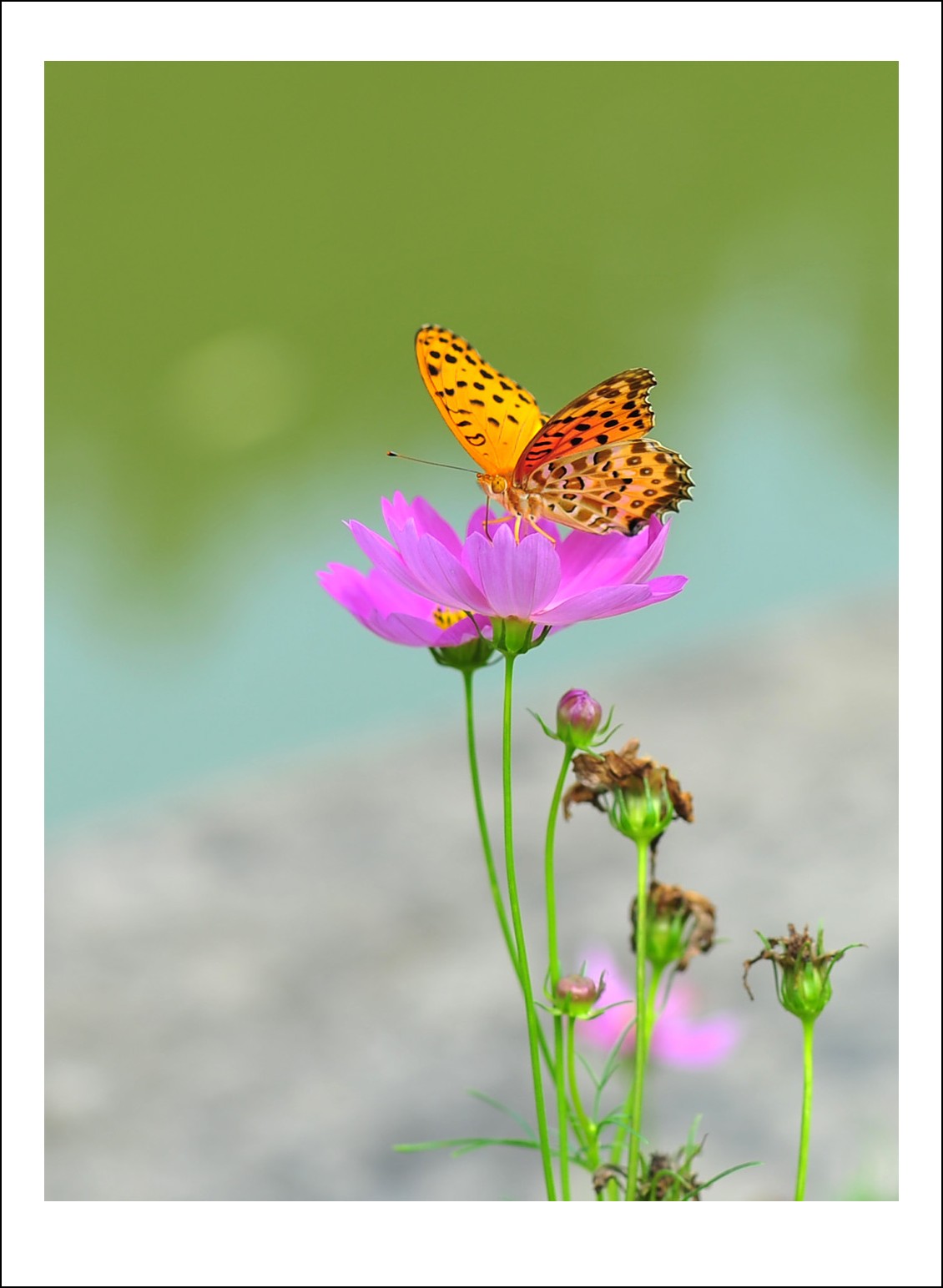 DSC_5745_conew1.jpg