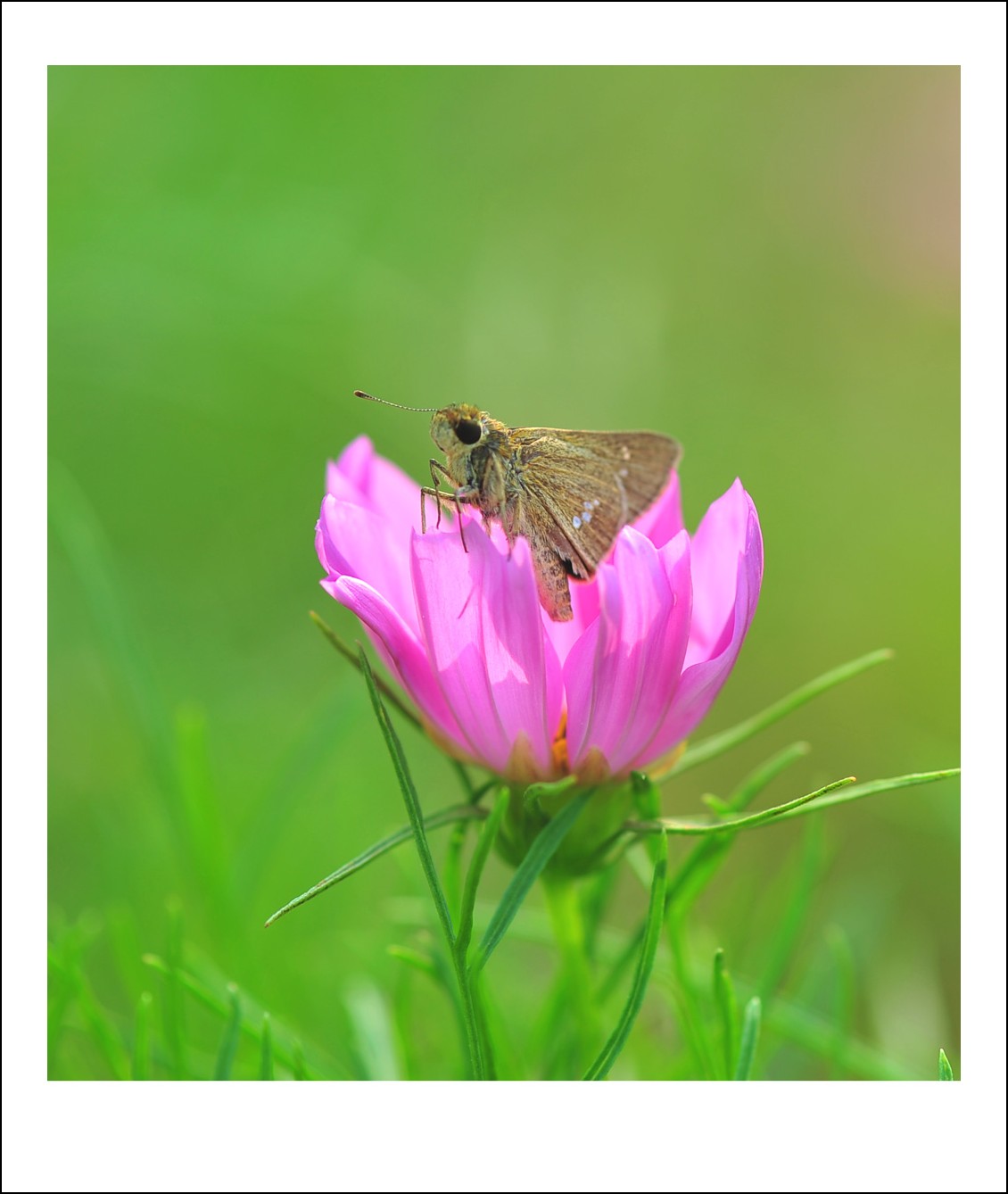 DSC_6017_conew1.jpg