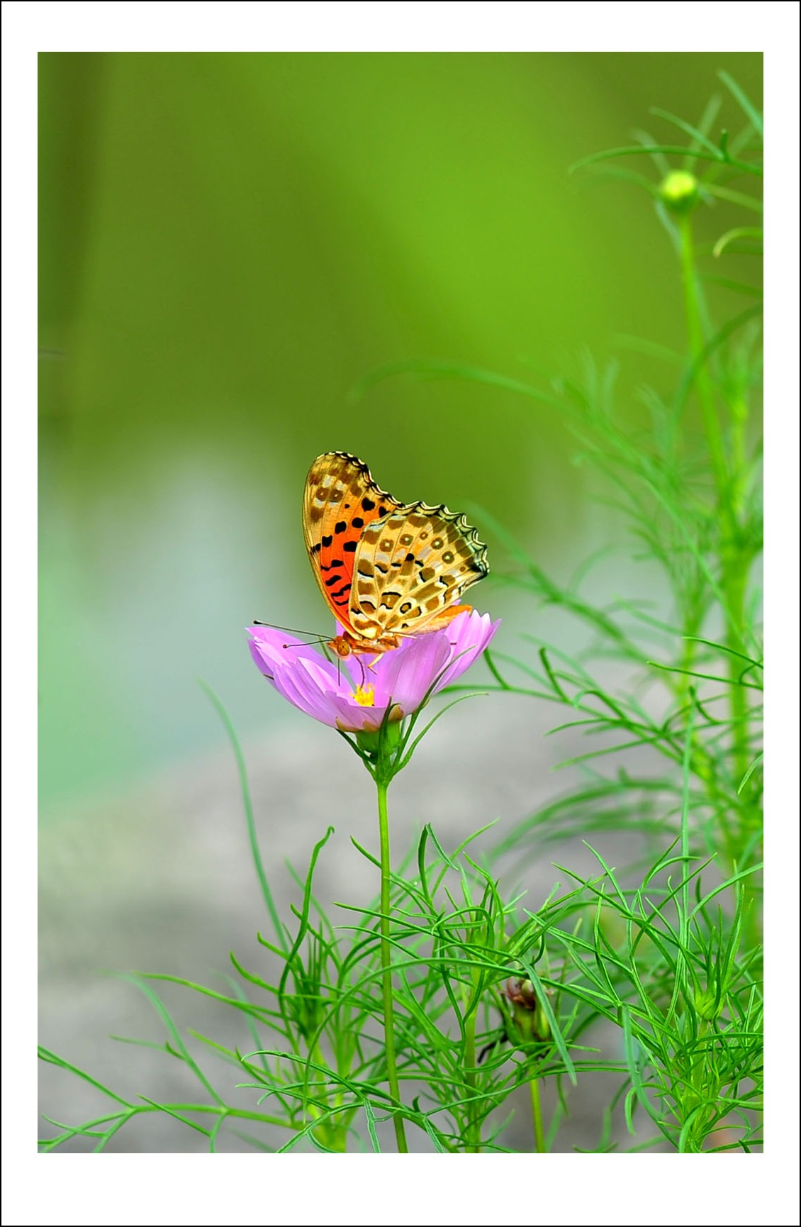DSC_5685_conew1.jpg