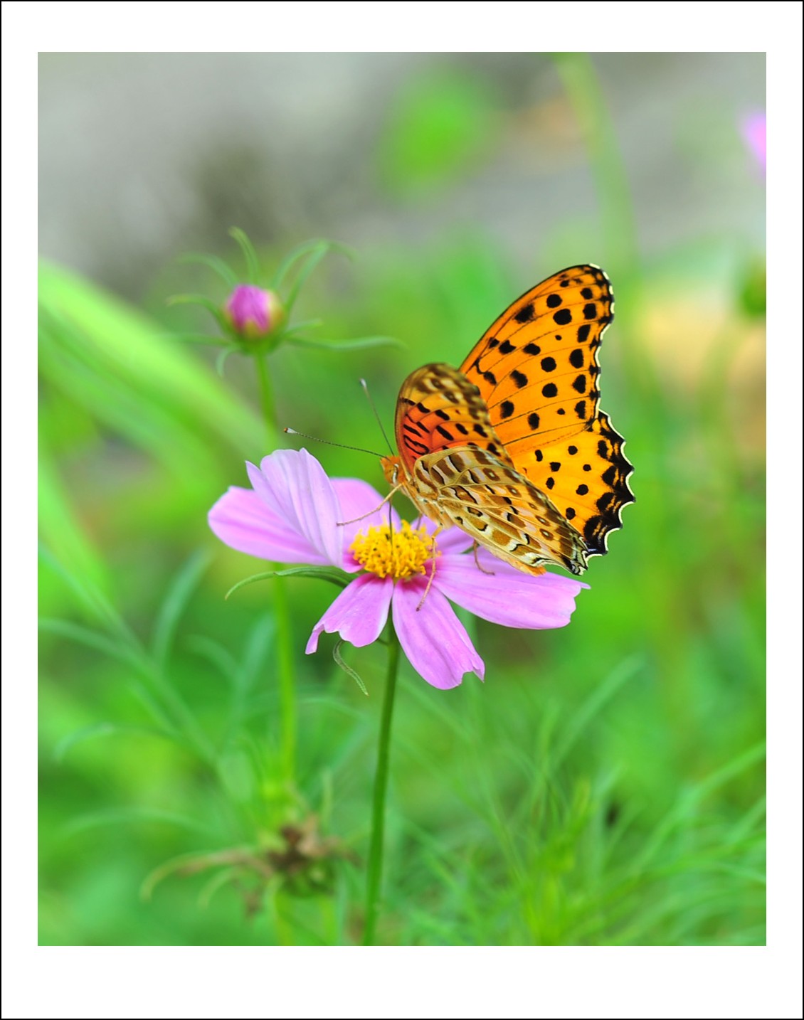 DSC_5772_conew1.jpg