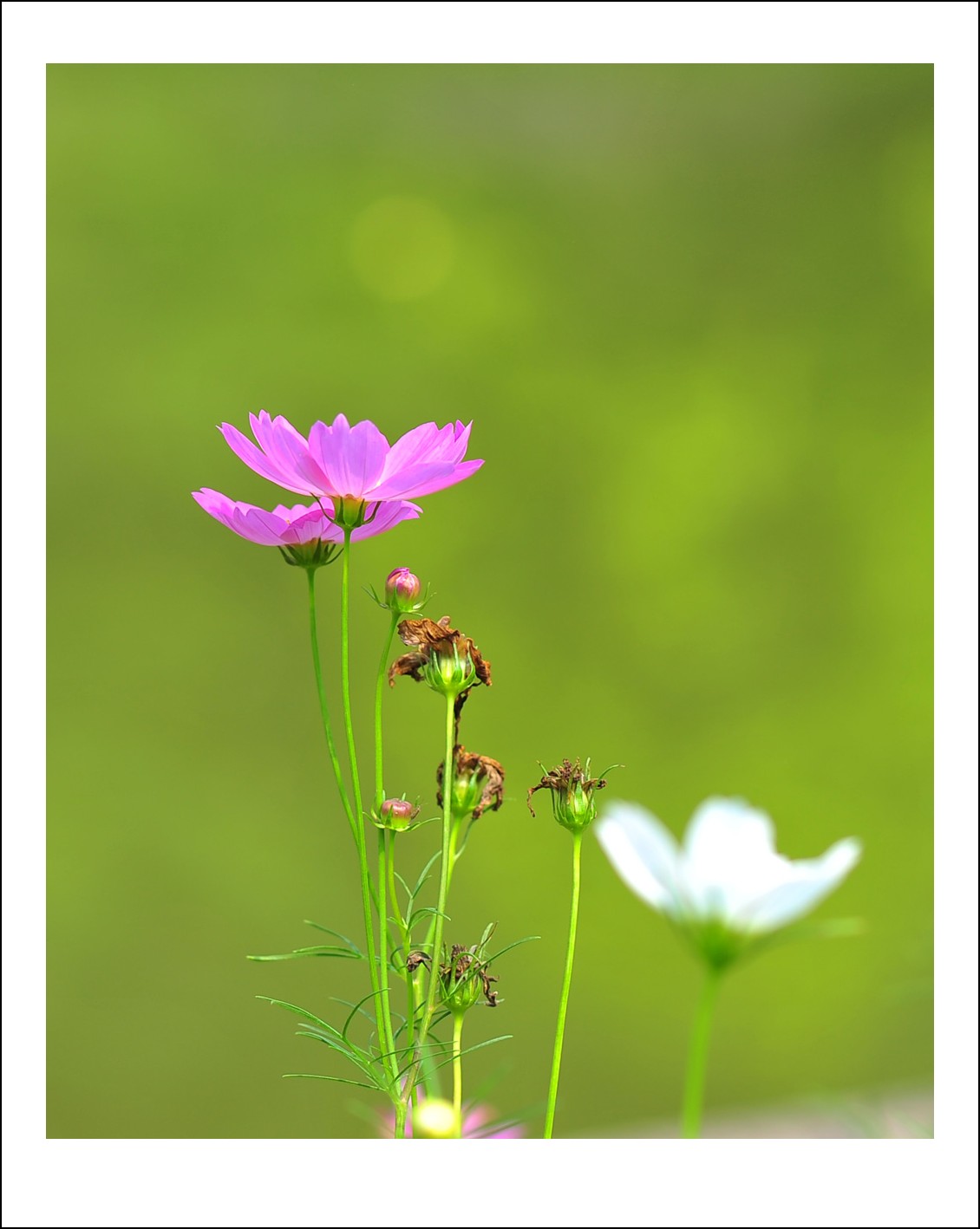 DSC_5786_conew1.jpg