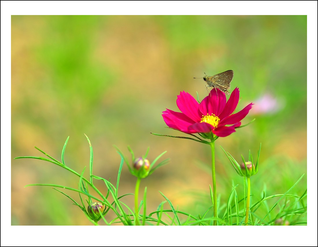 DSC_6113_conew1.jpg