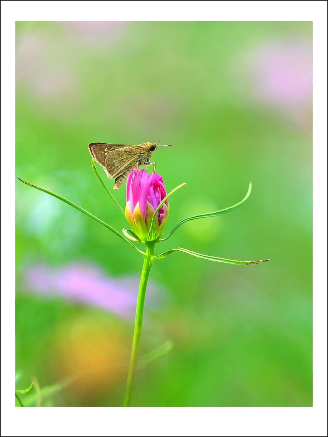 DSC_5944_conew1.jpg
