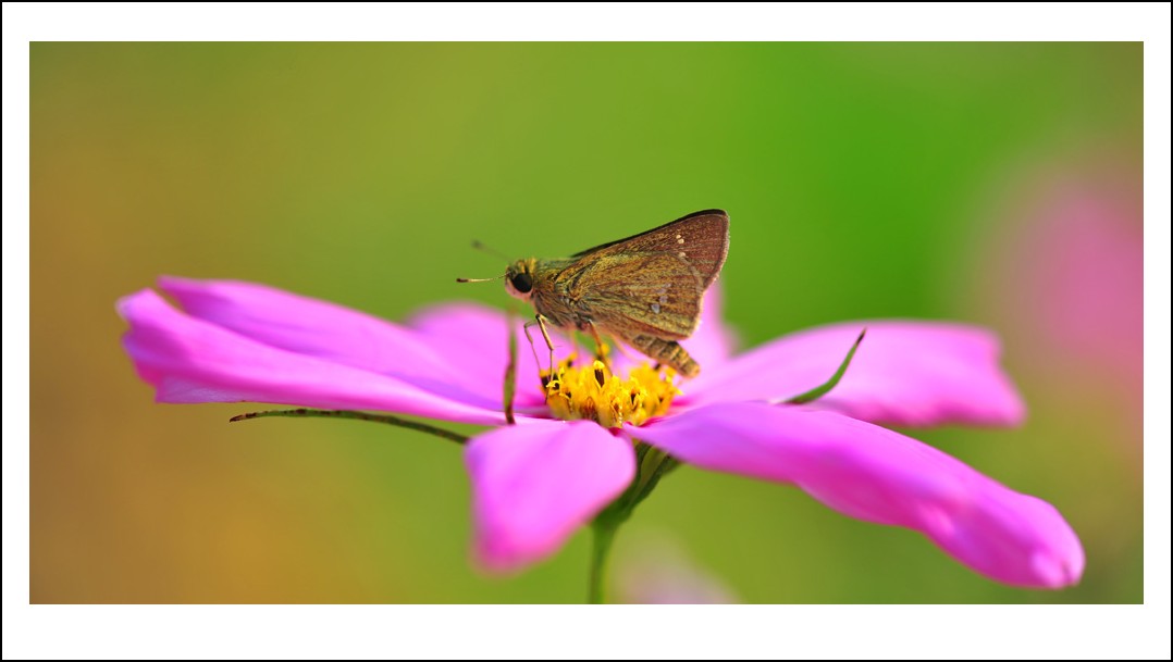 DSC_6052_conew1.jpg