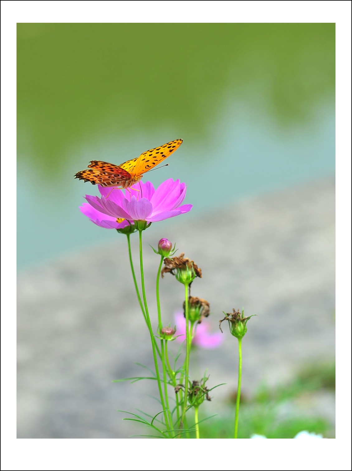 DSC_5724_conew1.jpg