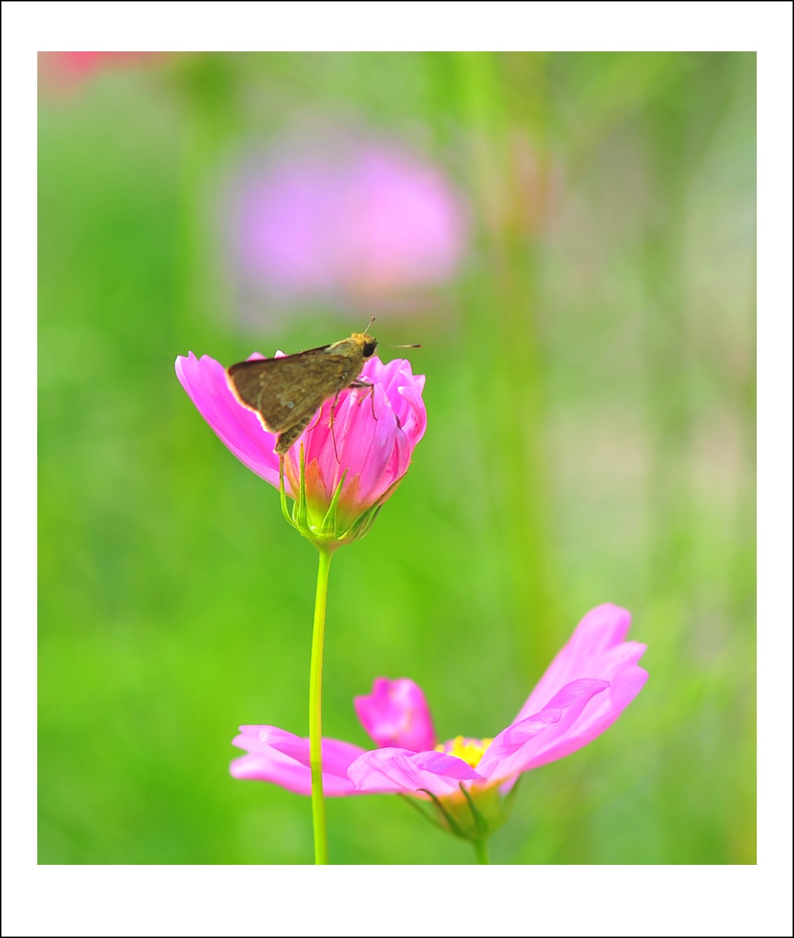 DSC_5960_conew1.jpg