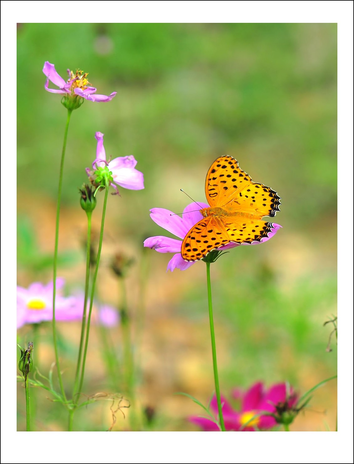 DSC_5696_conew1.jpg