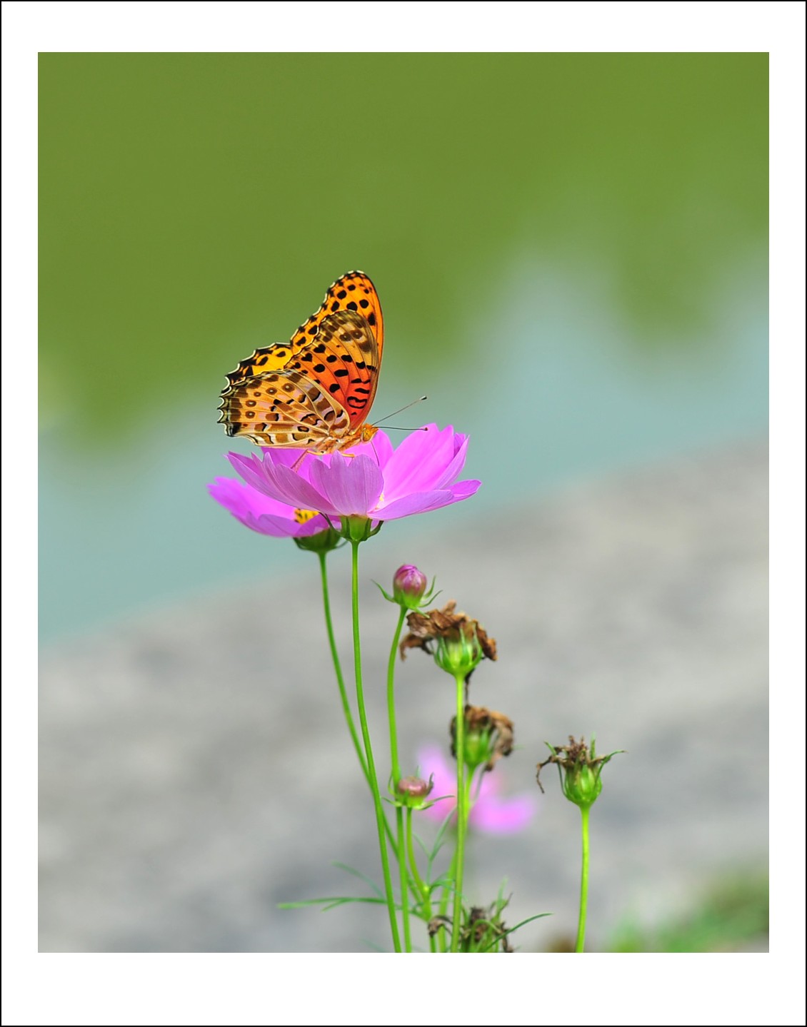 DSC_5737_conew1.jpg