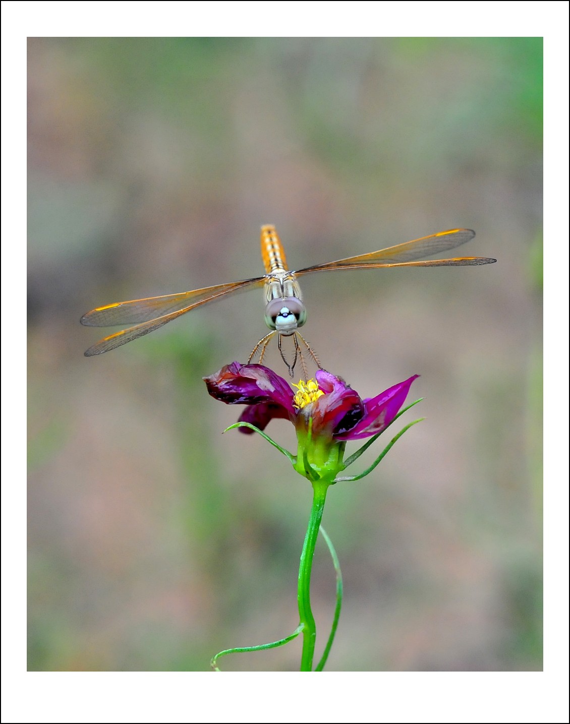 DSC_6563_conew1.jpg