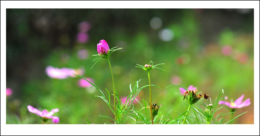 DSC_5899_conew1.jpg