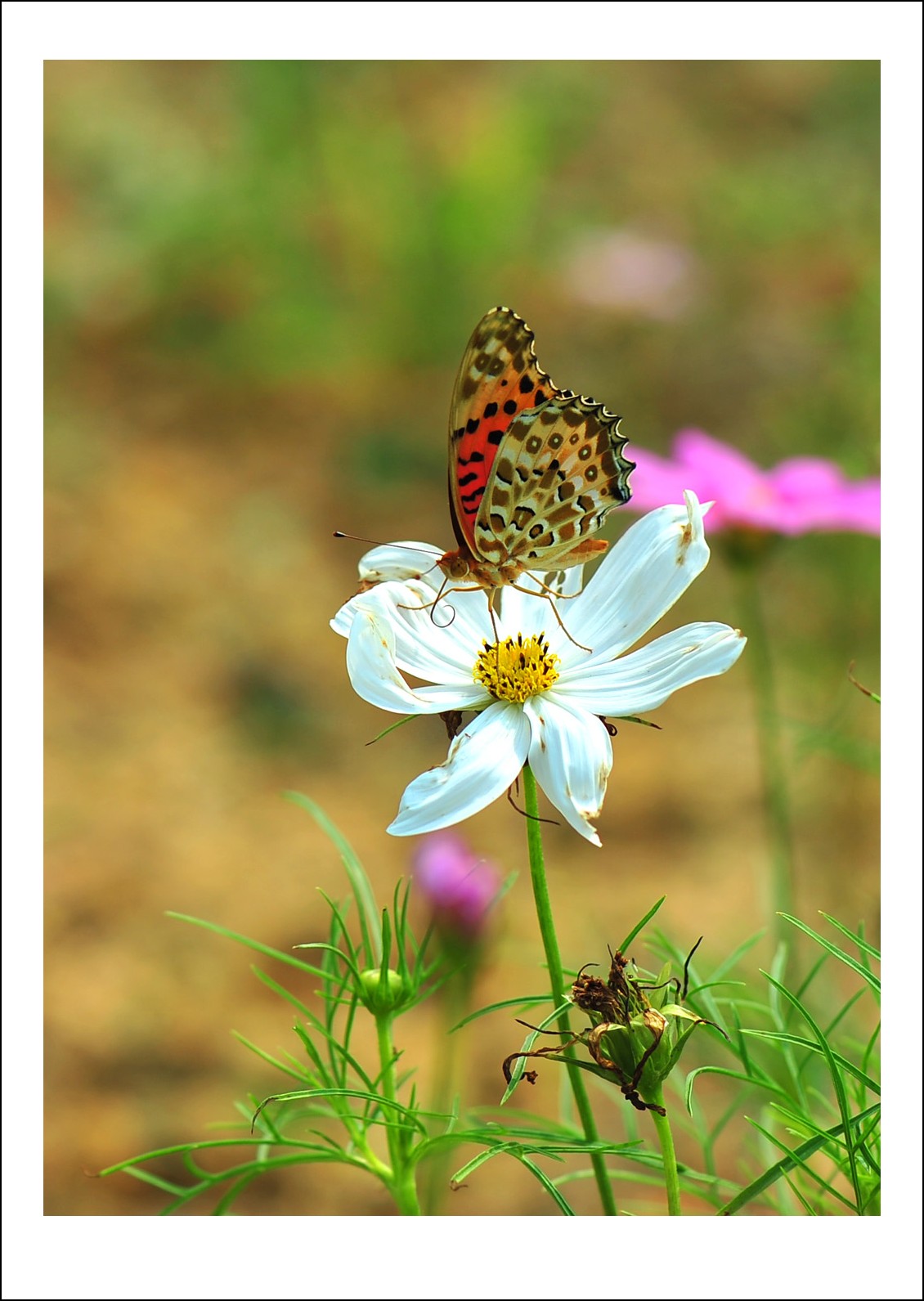 DSC_5798_conew1.jpg