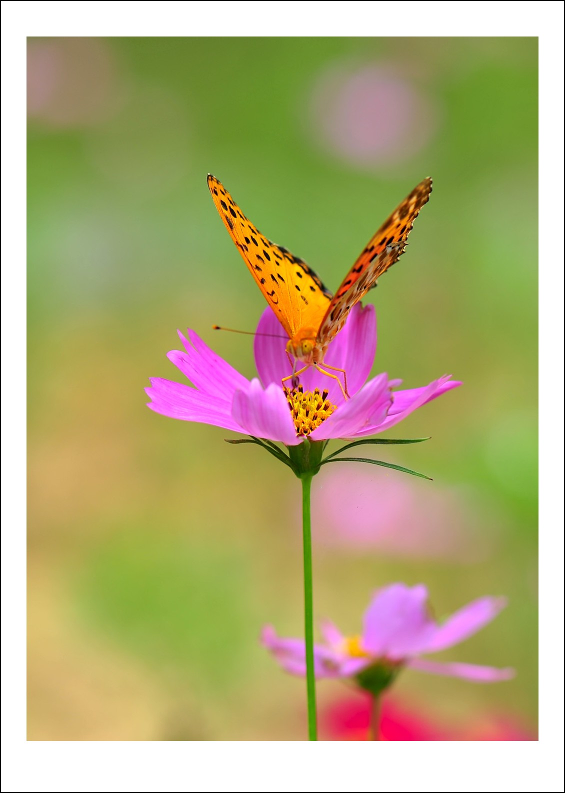 DSC_6446_conew1.jpg