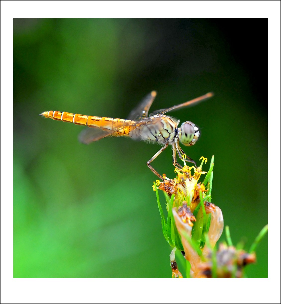DSC_6890_conew1.jpg