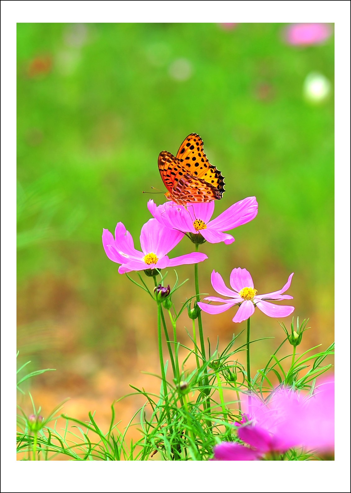 DSC_6352_conew1.jpg