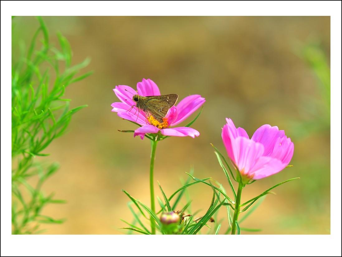 DSC_6063_conew1.jpg