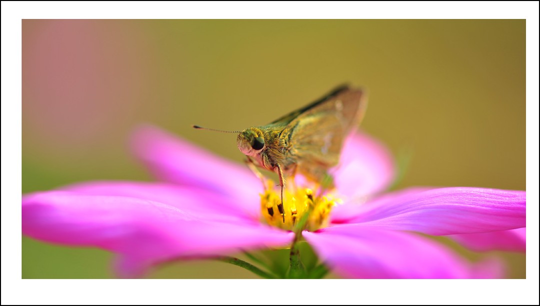 DSC_6062_conew1.jpg