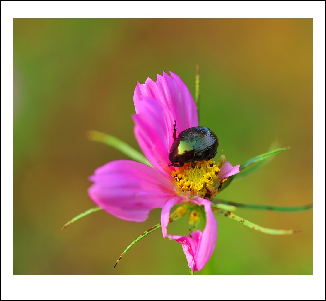 DSC_6149_conew1.jpg