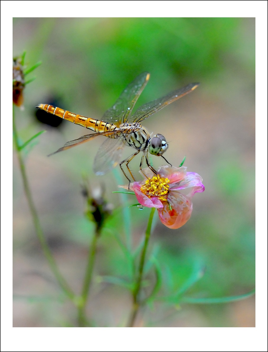 DSC_6637_conew1.jpg