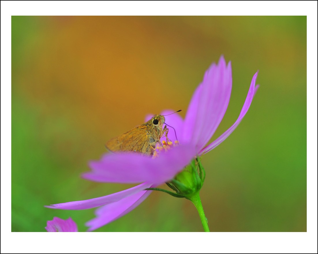DSC_6163_conew1.jpg