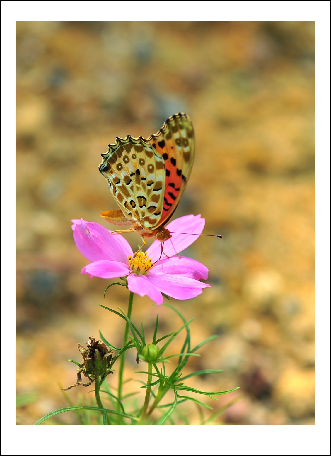 DSC_5805_conew1.jpg
