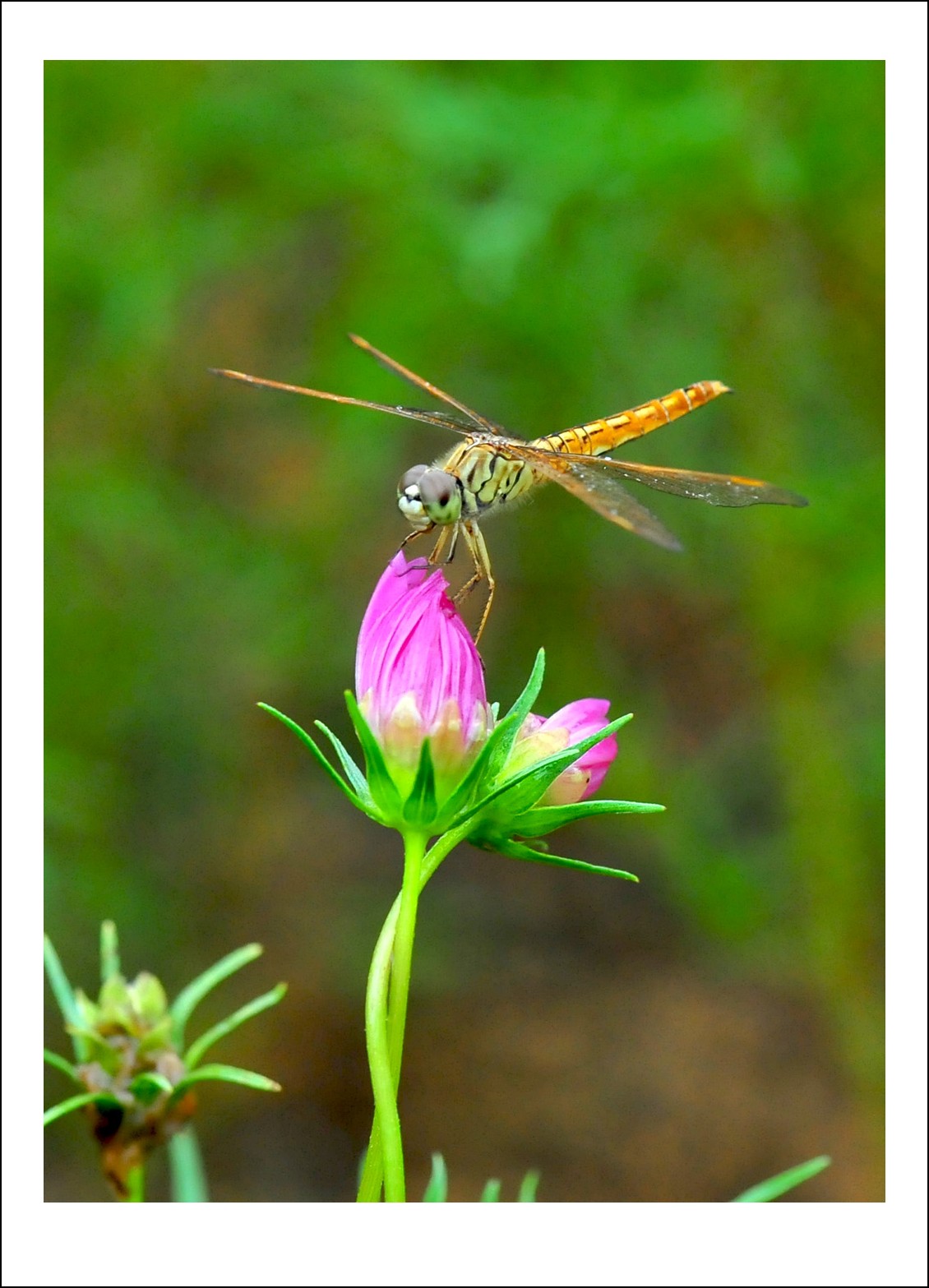 DSC_6618_conew1.jpg