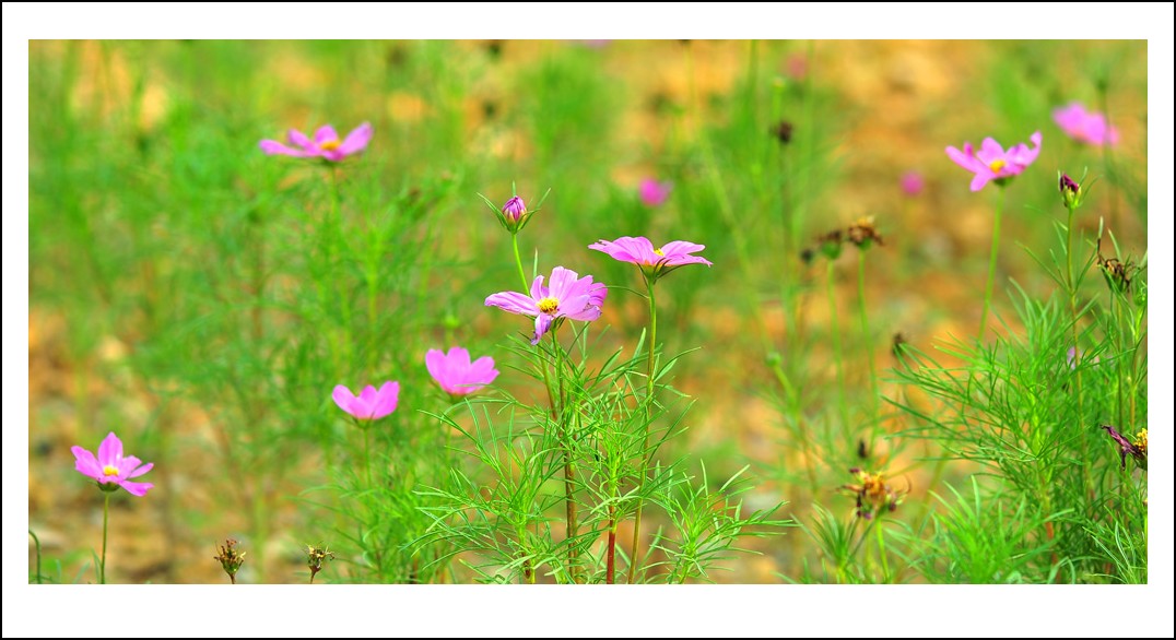 DSC_5896_conew1.jpg