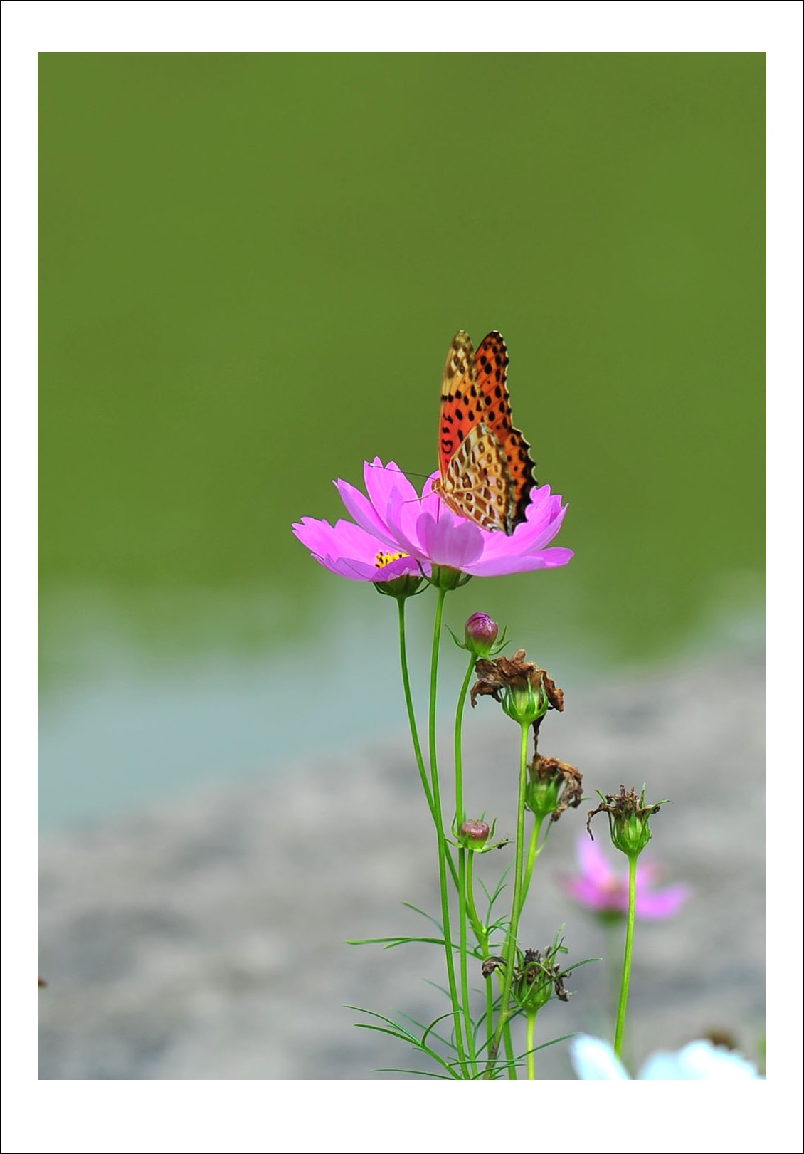DSC_5691_conew1.jpg