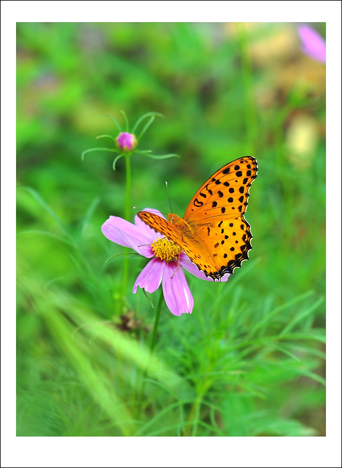 DSC_5767_conew1.jpg