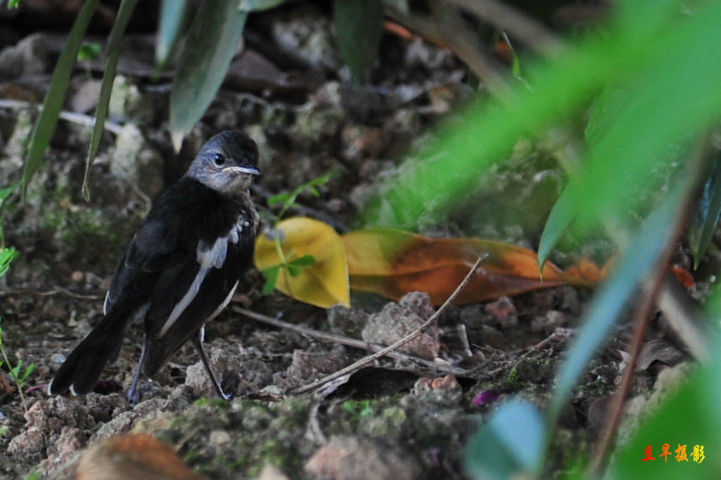 DSC_4322.jpg
