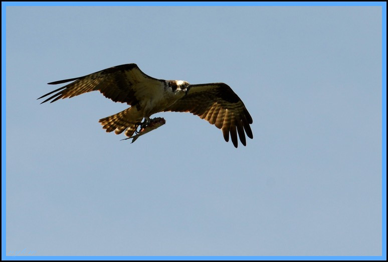 DSC_1496tom.jpg