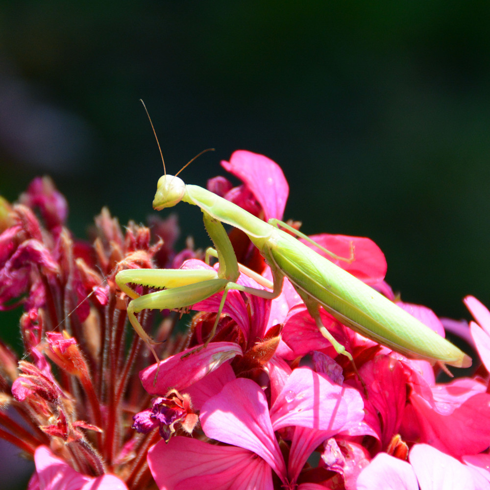 DSC_4287-09.jpg