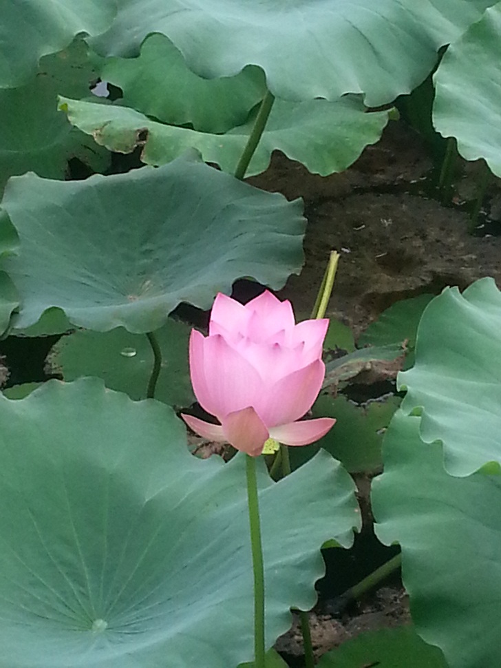 20140724_073301.jpg