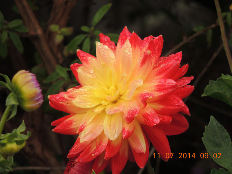 flowers 2014 1572_.jpg