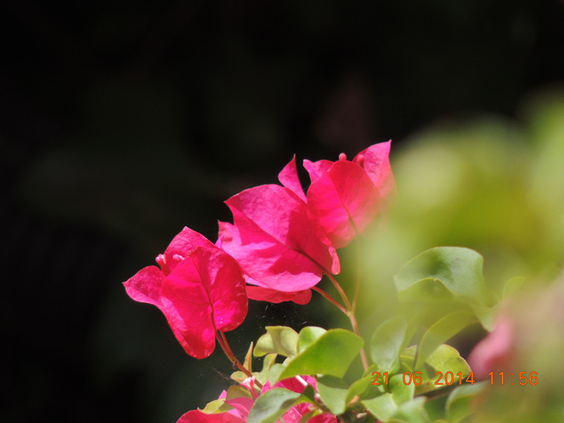 flowers 2014 1272_.jpg