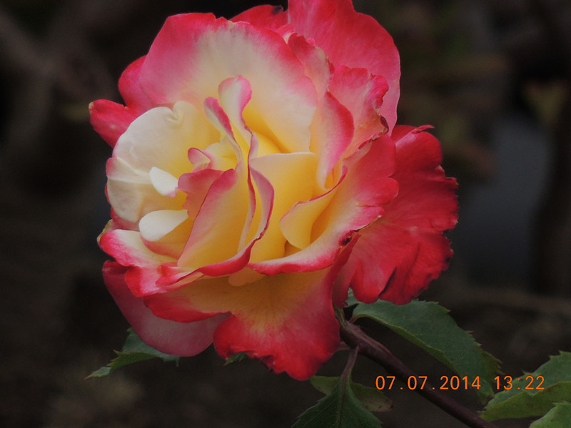 flowers 2014 1525_.jpg