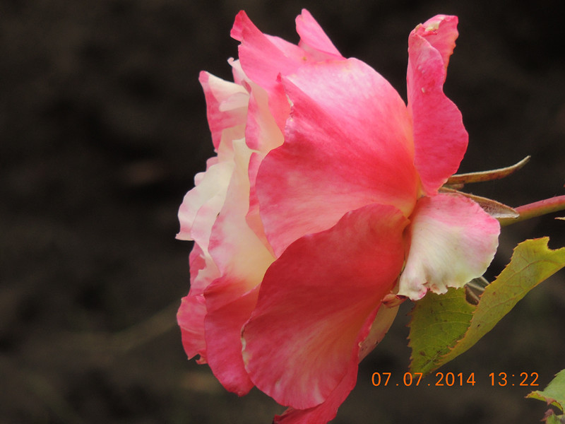 flowers 2014 1522_.jpg