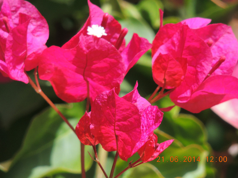 flowers 2014 1293_.jpg