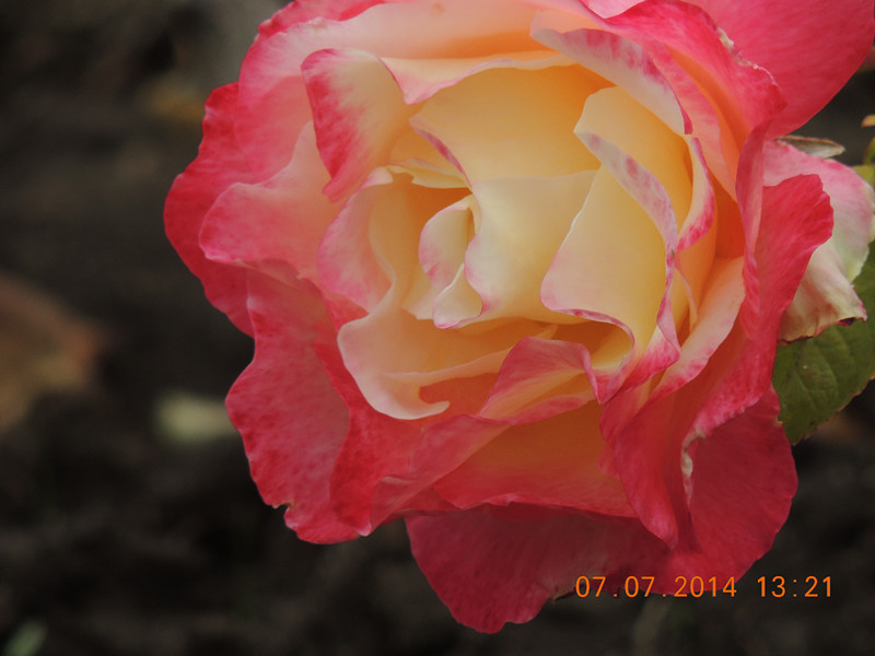 flowers 2014 1519_.jpg