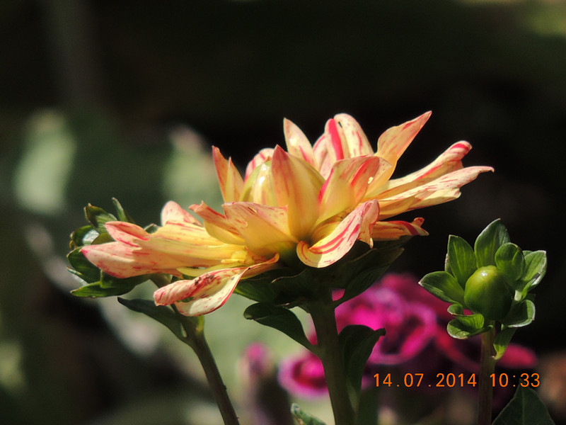 flowers 2014 1754_.jpg