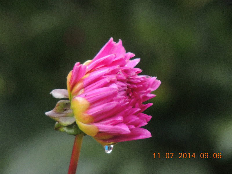 flowers 2014 1588_.jpg