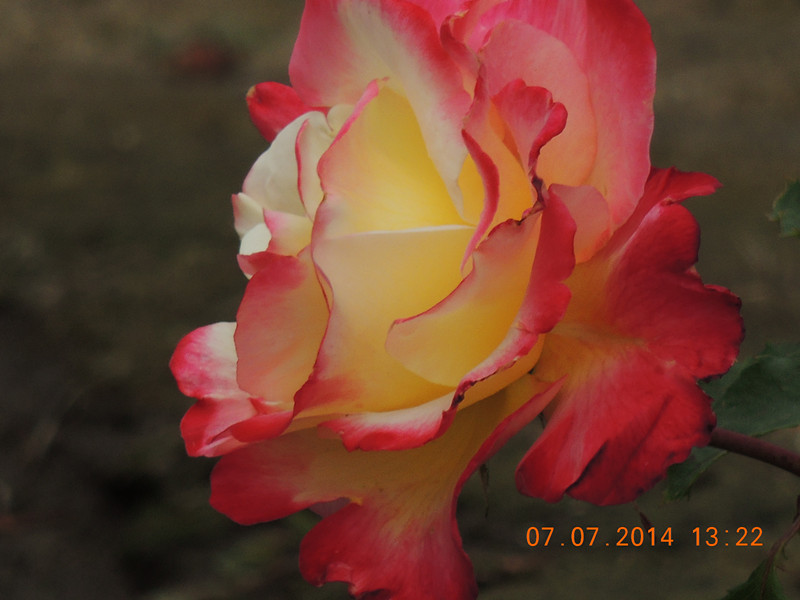 flowers 2014 1524_.jpg