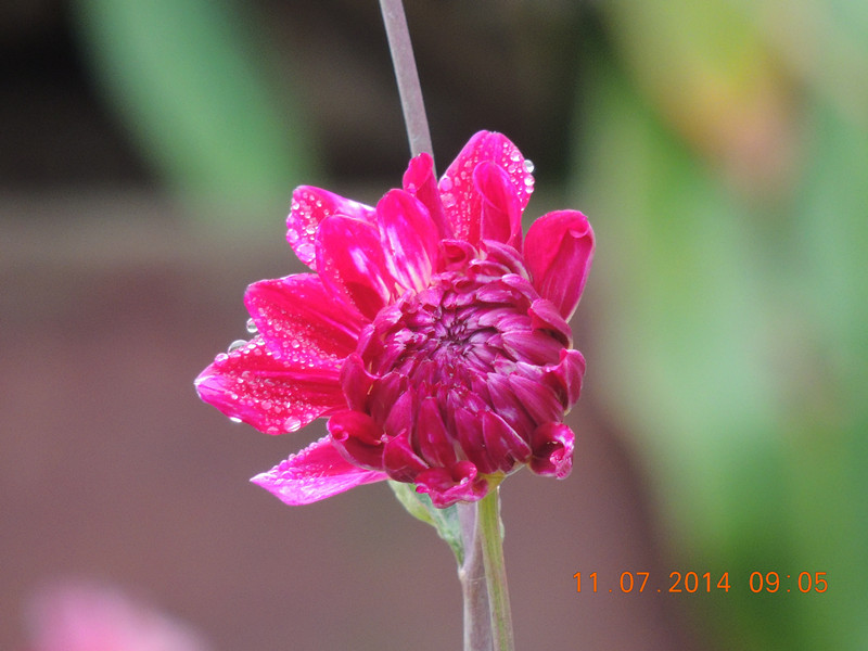 flowers 2014 1586_.jpg