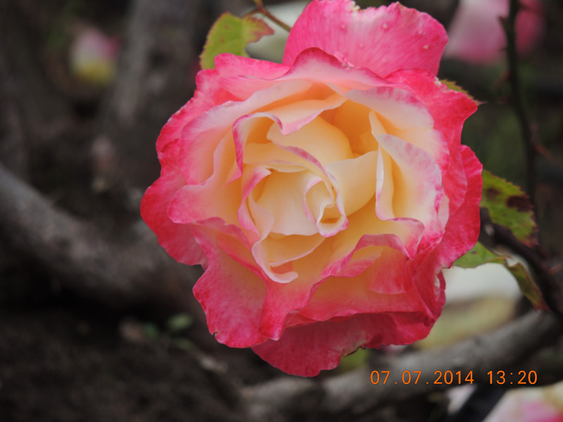 flowers 2014 1515_.jpg