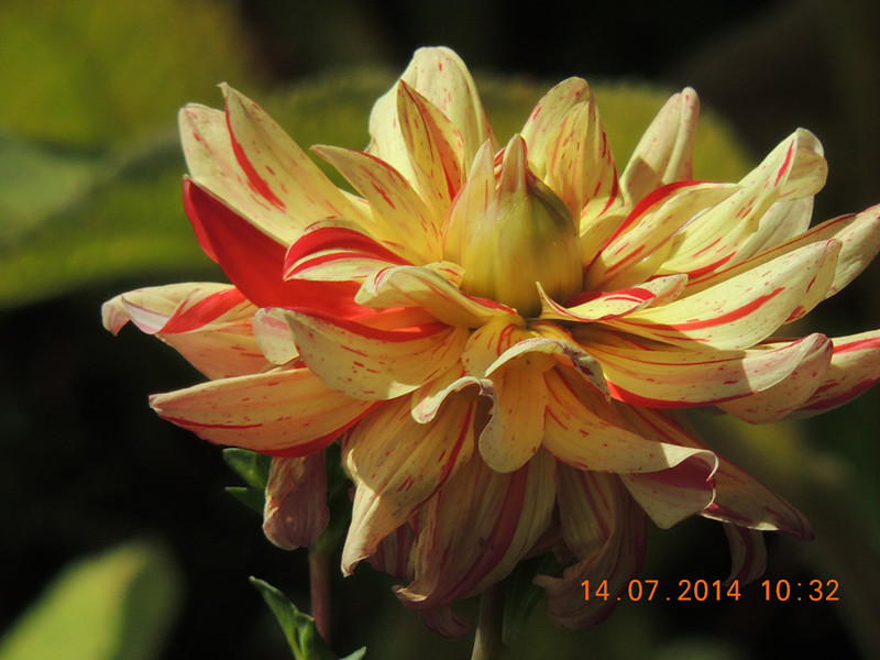 flowers 2014 1753_.jpg