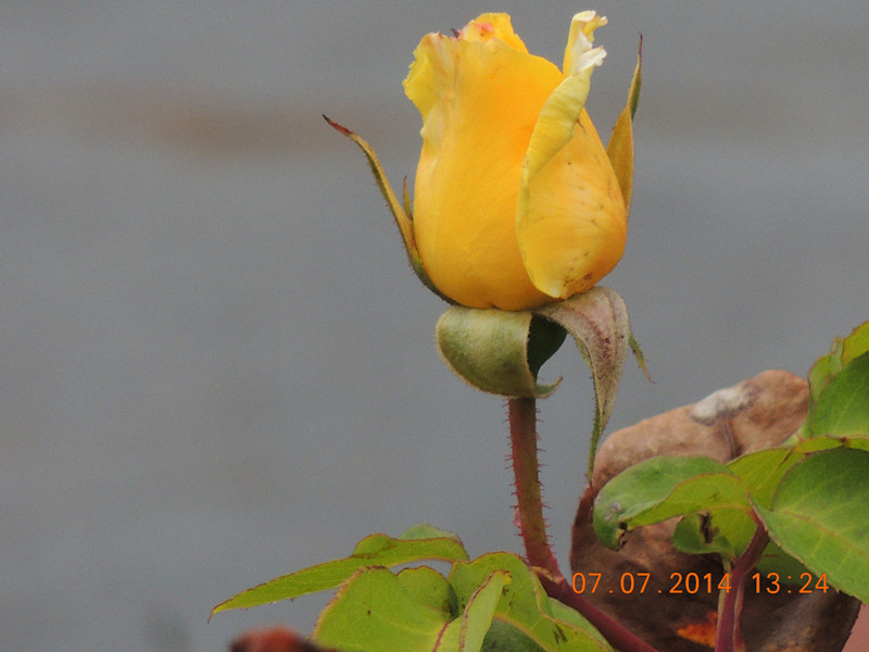 flowers 2014 1532_.jpg