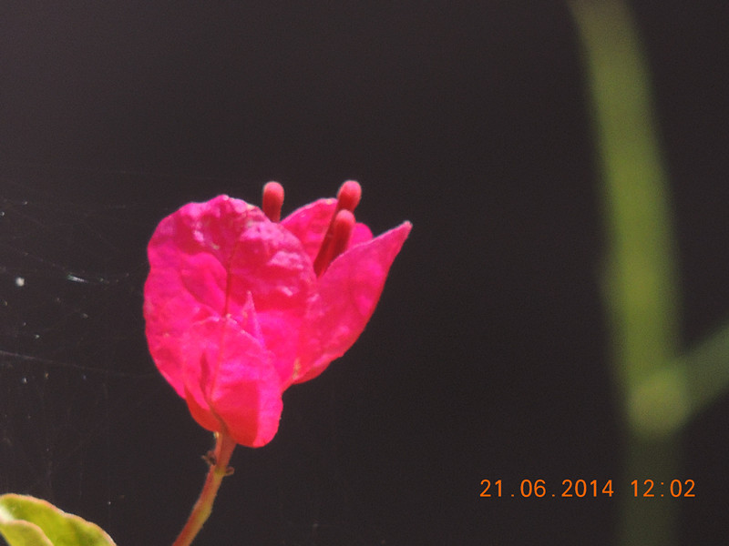 flowers 2014 1303_.jpg