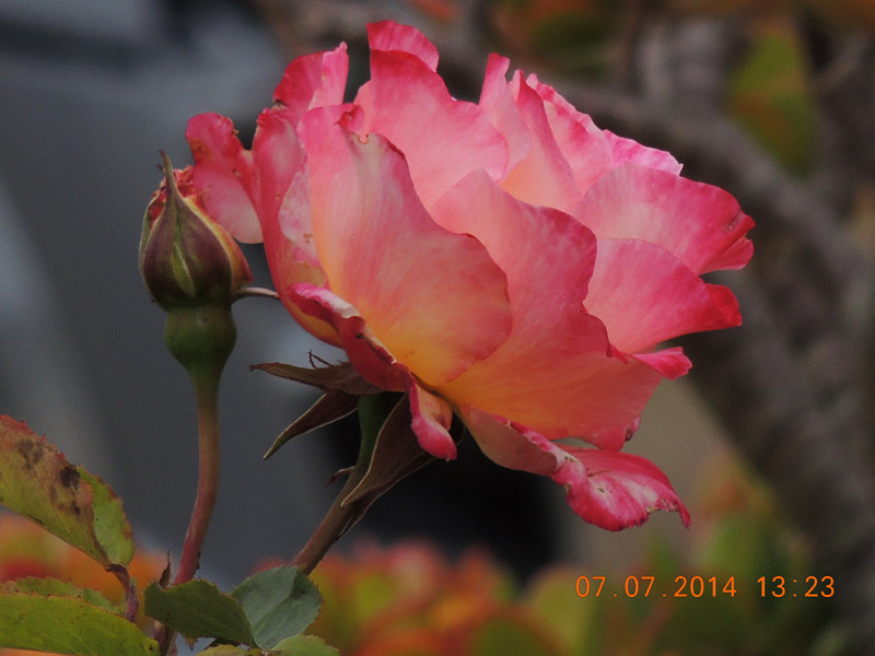 flowers 2014 1527_.jpg